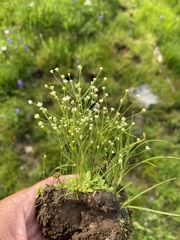 Androsace filiformis