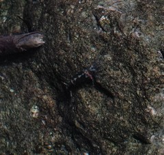 Neocaridina