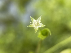 Stellaria calycantha