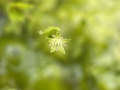 Stellaria calycantha