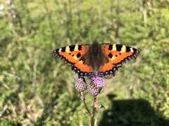 Aglais urticae