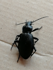 Carabus aeruginosus