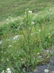 Cardamine uliginosa