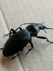 Carabus aeruginosus