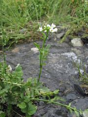 Cardamine uliginosa
