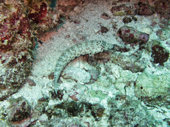 Parapercis millepunctata