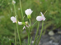 Cardamine uliginosa