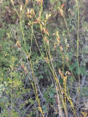 Silene laciniata