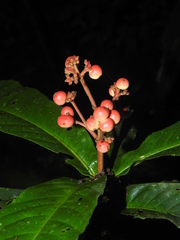 Ixora piresii