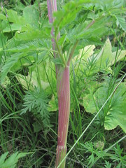Selinum alatum