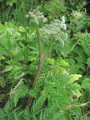 Selinum alatum