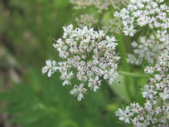 Selinum alatum