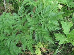 Selinum alatum