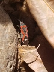 Lygaeus kalmii