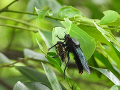 Microstylum oberthurii