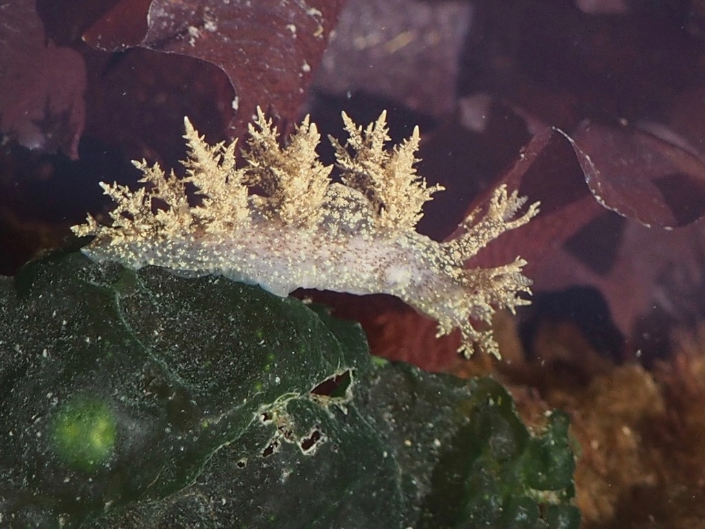 Branched Dendronotid, photo 1 of 7