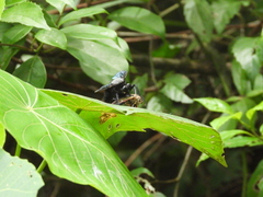 Microstylum oberthurii