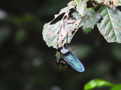 Microstylum oberthurii