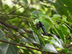 Microstylum oberthurii