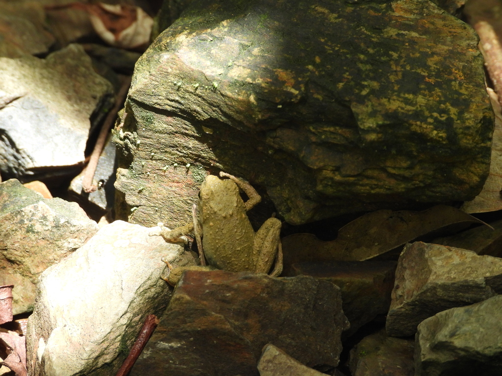 Stream Tree Frog Ota's stream tree frog from 台灣宜蘭縣 on June 28, 2021 at 12:41 PM by Max ...