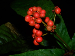 Ixora piresii