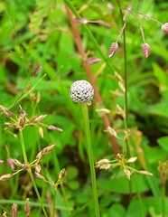 Lachnocaulon