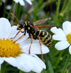 Polistes dominula