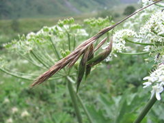 Bromus variegatus