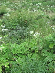 Scrophularia orientalis