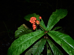 Ixora piresii
