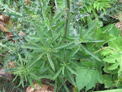 Scrophularia orientalis