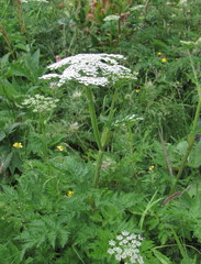 Selinum alatum