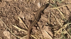 Heremites vittatus