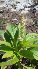 Phytolacca heterotepala