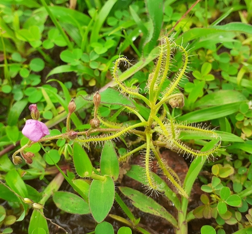 Drosera indica