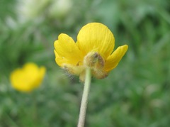 Ranunculus caucasicus