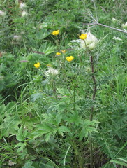 Ranunculus caucasicus