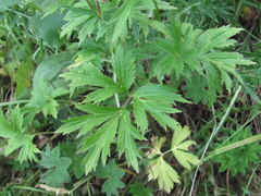 Ranunculus caucasicus