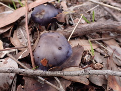 Cortinarius archeri