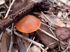 Gymnopilus allantopus
