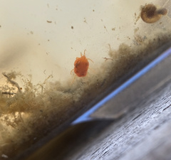 Limnochares aquatica