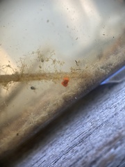 Limnochares aquatica