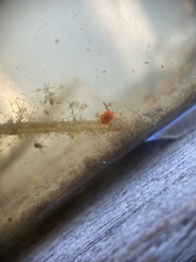 Limnochares aquatica