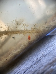 Limnochares aquatica