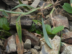 Bocchoris inspersalis