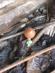 Basidiomycota