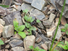 Bocchoris inspersalis