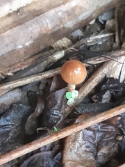 Basidiomycota