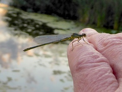 Ischnura pumilio