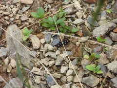 Bocchoris inspersalis